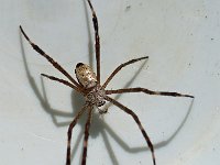 Argiope radon DSC09866 edit